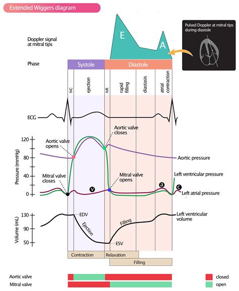 lv contraction|left ventricular contraction function.